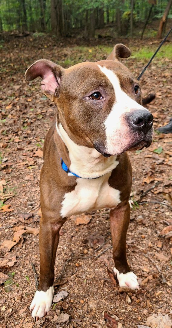 Enlarge Reed, a Adoptable Terrier in Boiling Springs, PA image 2/5