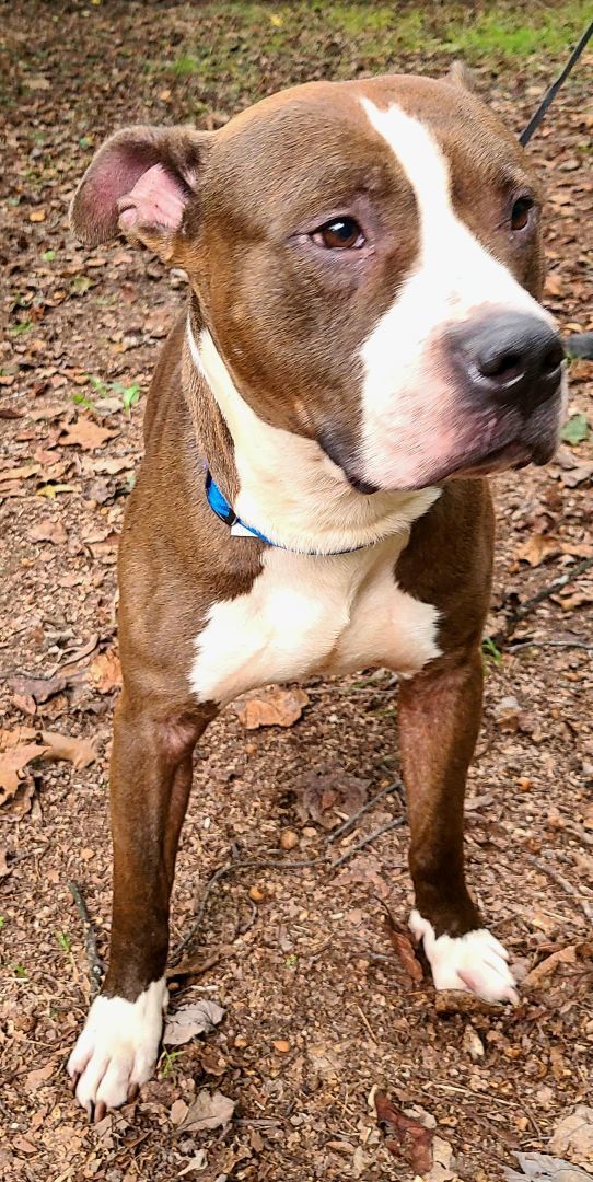 Enlarge Reed, a Adoptable Terrier in Boiling Springs, PA image 3/5