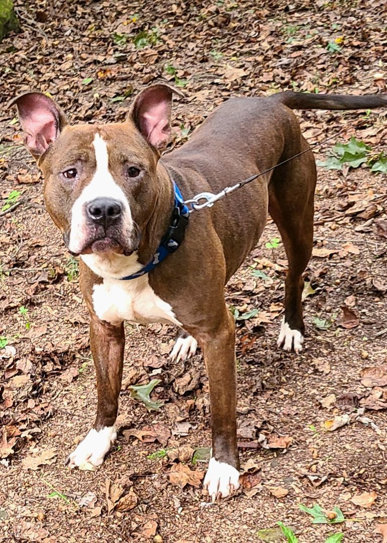 Enlarge Reed, a Adoptable Terrier in Boiling Springs, PA image 4/5