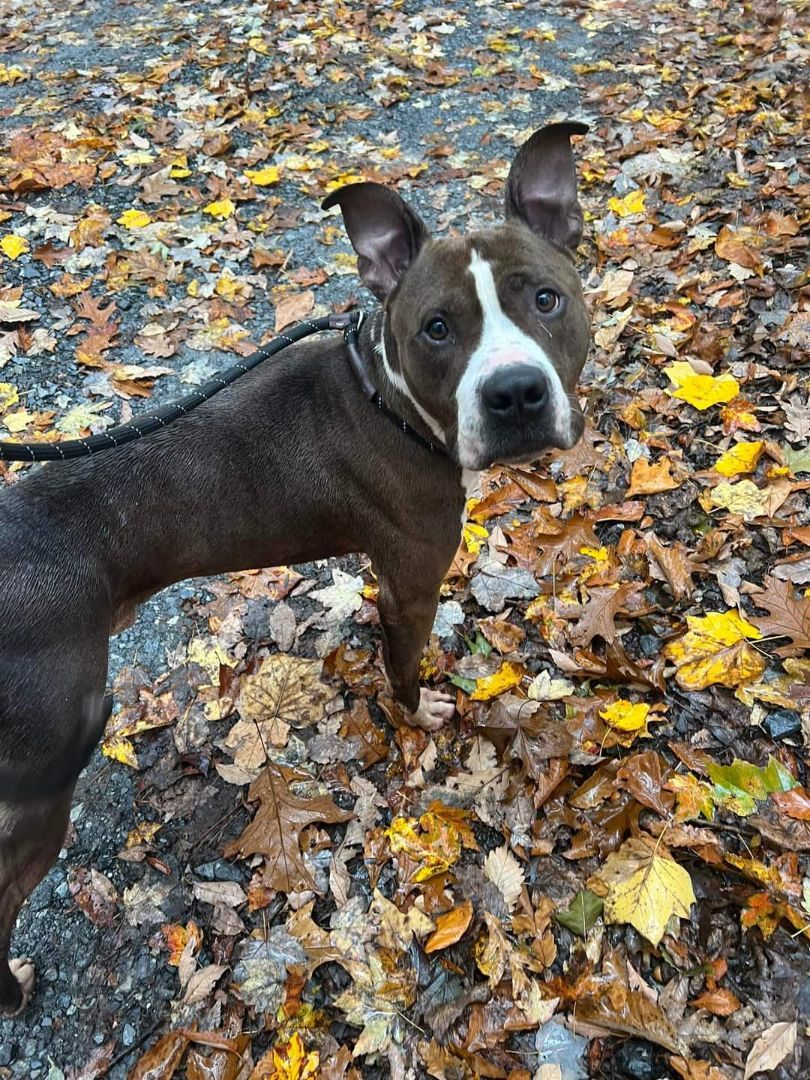 Enlarge Reed, a Adoptable Terrier in Boiling Springs, PA image 5/5