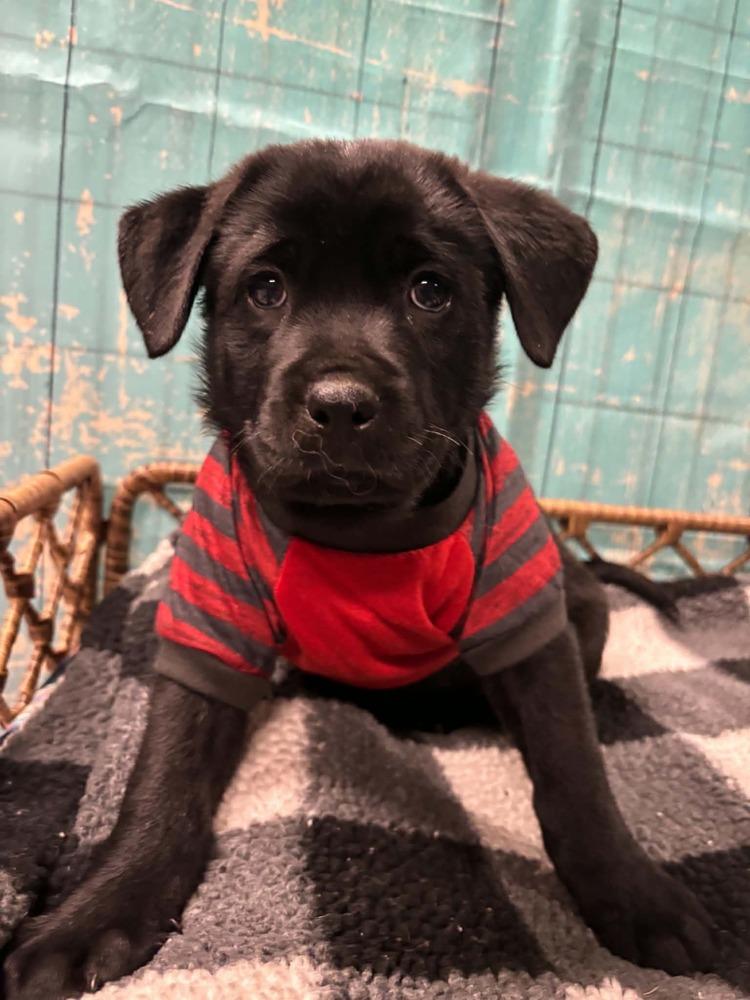 Enlarge Twix, a Adoptable mixed breed in Dorr, MI image 1/6