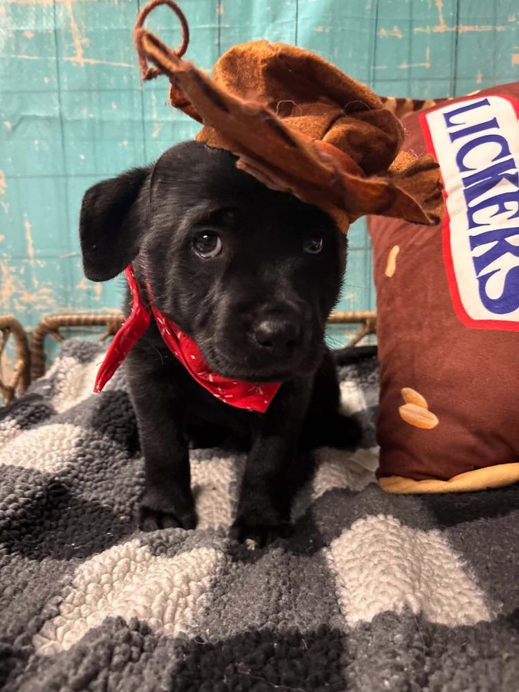 Enlarge Twix, a Adoptable mixed breed in Dorr, MI image 2/6