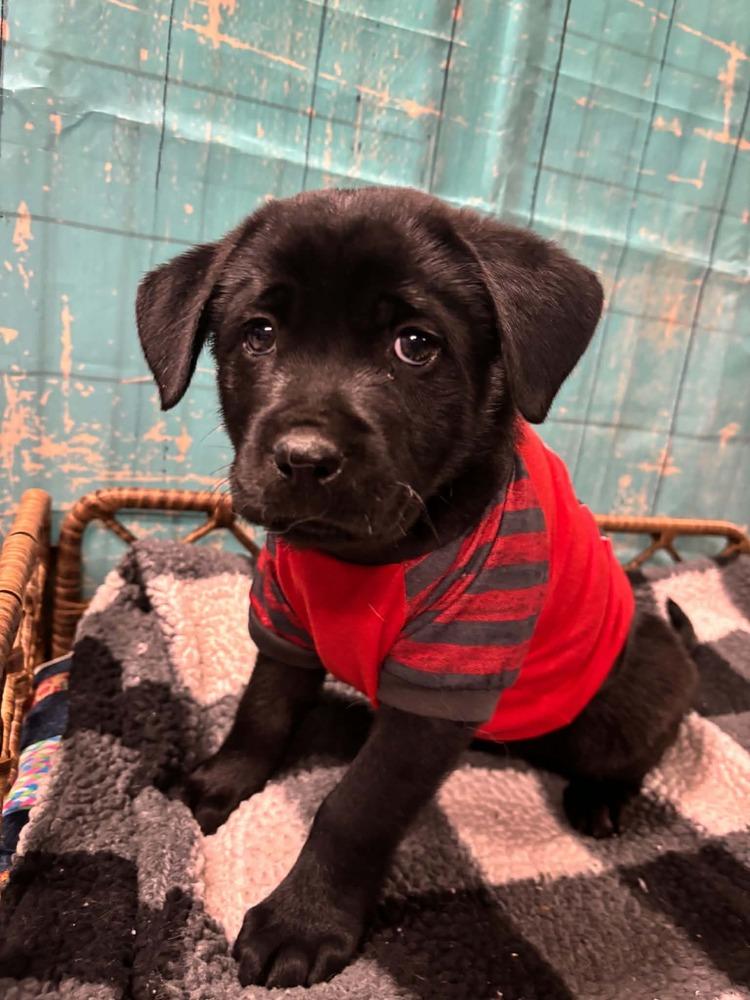 Enlarge Twix, a Adoptable mixed breed in Dorr, MI image 3/6