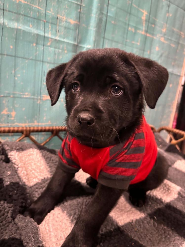 Enlarge Twix, a Adoptable mixed breed in Dorr, MI image 4/6