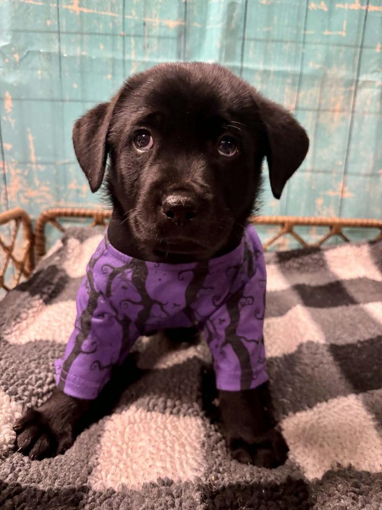 Enlarge Twix, a Adoptable mixed breed in Dorr, MI image 5/6