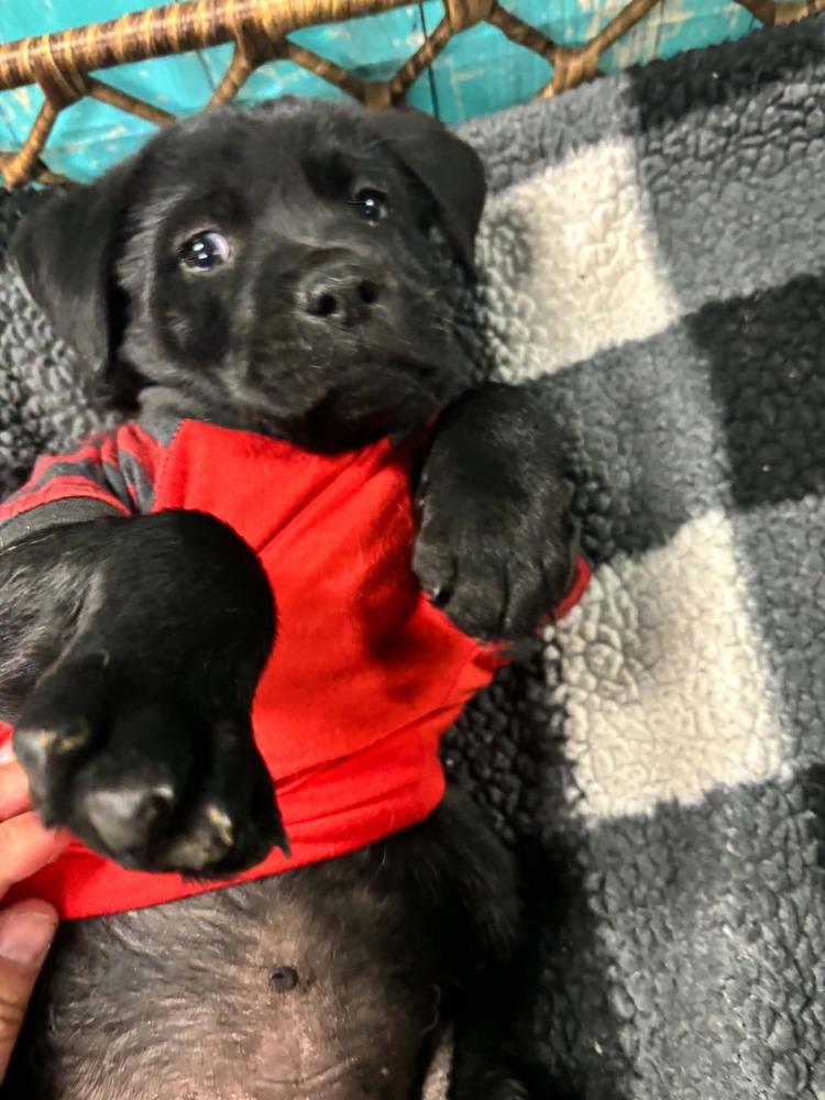 Enlarge Twix, a Adoptable mixed breed in Dorr, MI image 6/6