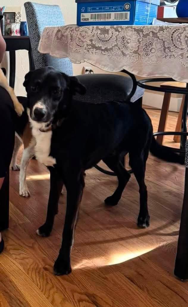 Enlarge Knox, a ADOPTABLE mixed breed in Thornton, CO image 5/6