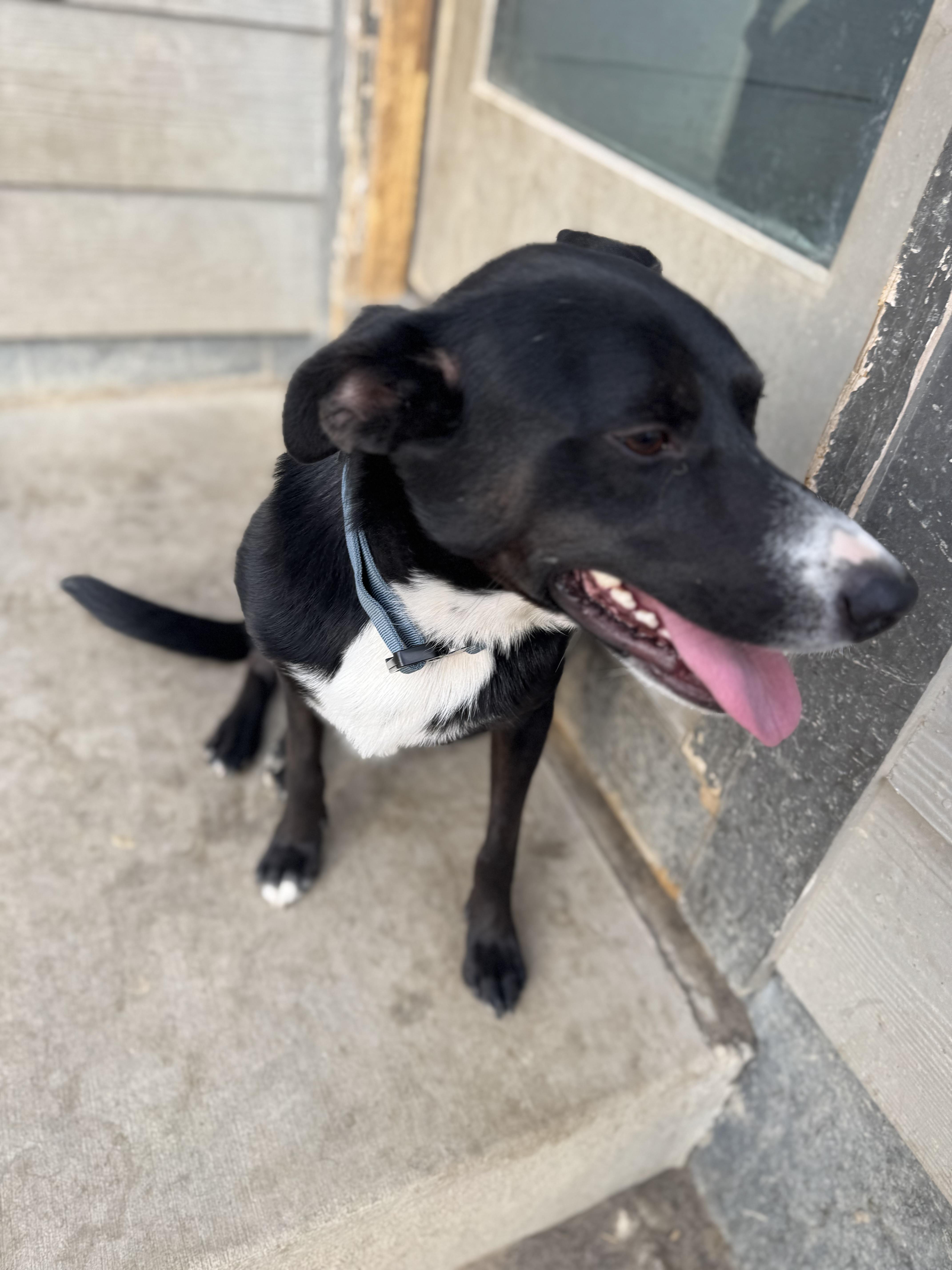 Enlarge Knox, a ADOPTABLE mixed breed in Thornton, CO image 6/6