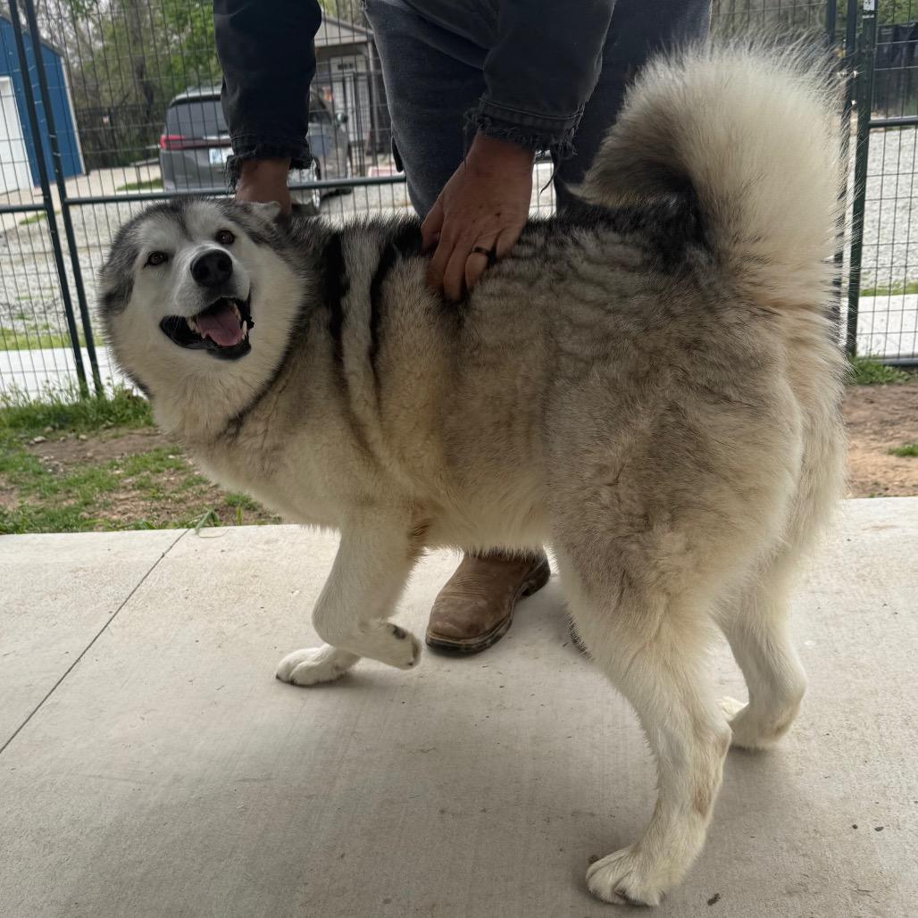 Mouse FNA Stormy, Adoptable, Adult Female Husky.