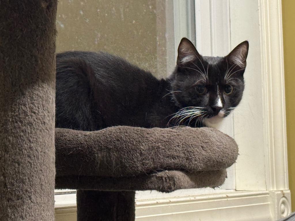 Penguin, Adoptable, Young Male Domestic Short Hair.