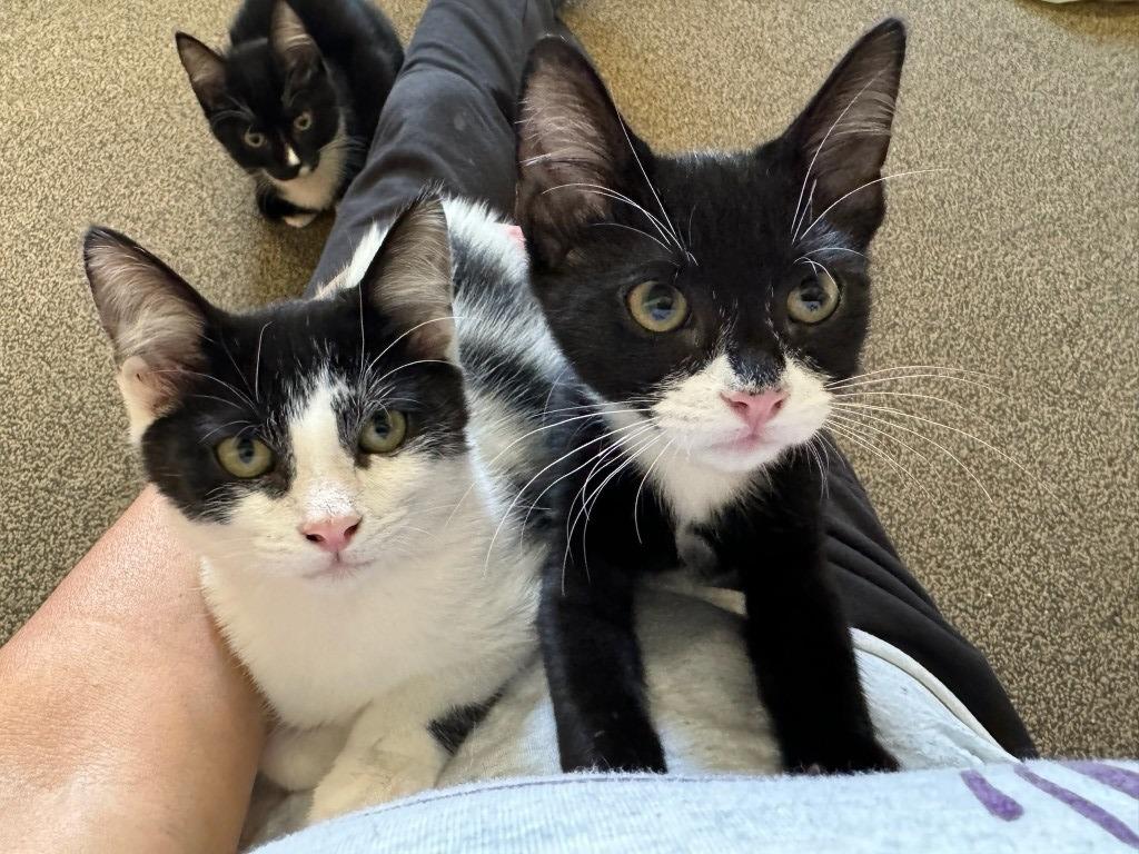 Enlarge Penguin, a Adoptable mixed breed in Pitman, NJ image 3/3