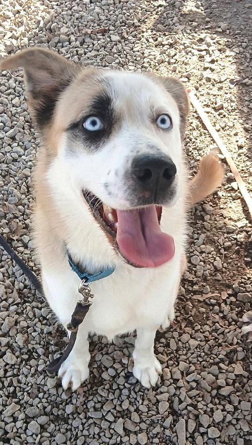 JUNEAU, an adoptable Husky in Pegram, TN image 2/2