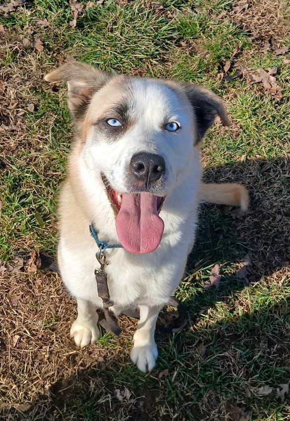 JUNEAU, an adoptable Husky in Pegram, TN image 1/2
