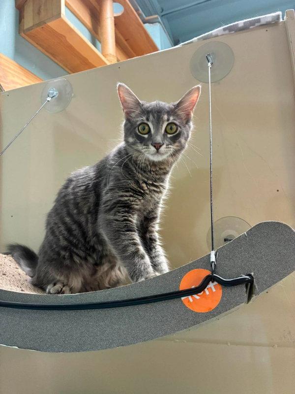 Elvis Presley AND Loretta Lynn, Adopted, Kitten Male Domestic Short Hair.