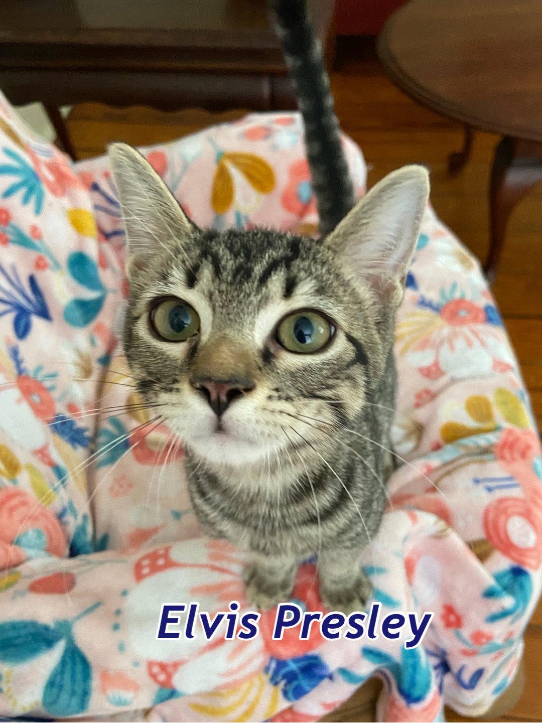Enlarge Elvis Presley AND Loretta Lynn, a Adopted Domestic Short Hair in Gonic, NH image 3/3