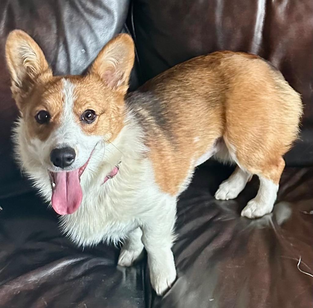Waddles, Adoptable, Young Female Corgi.