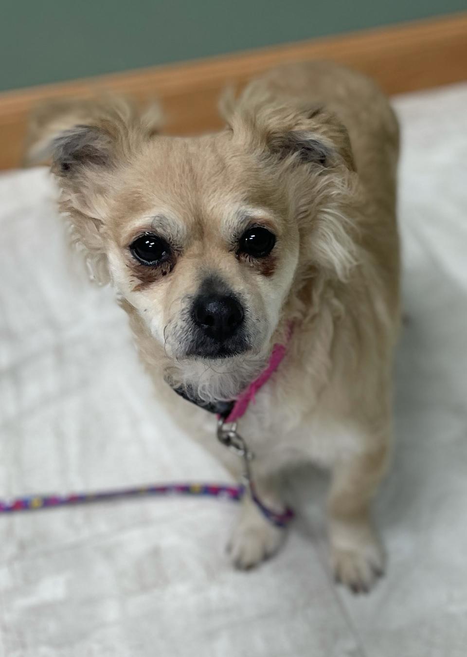 Enlarge Daisy Mae, a Adoptable mixed breed in Neillsville, WI image 2/6