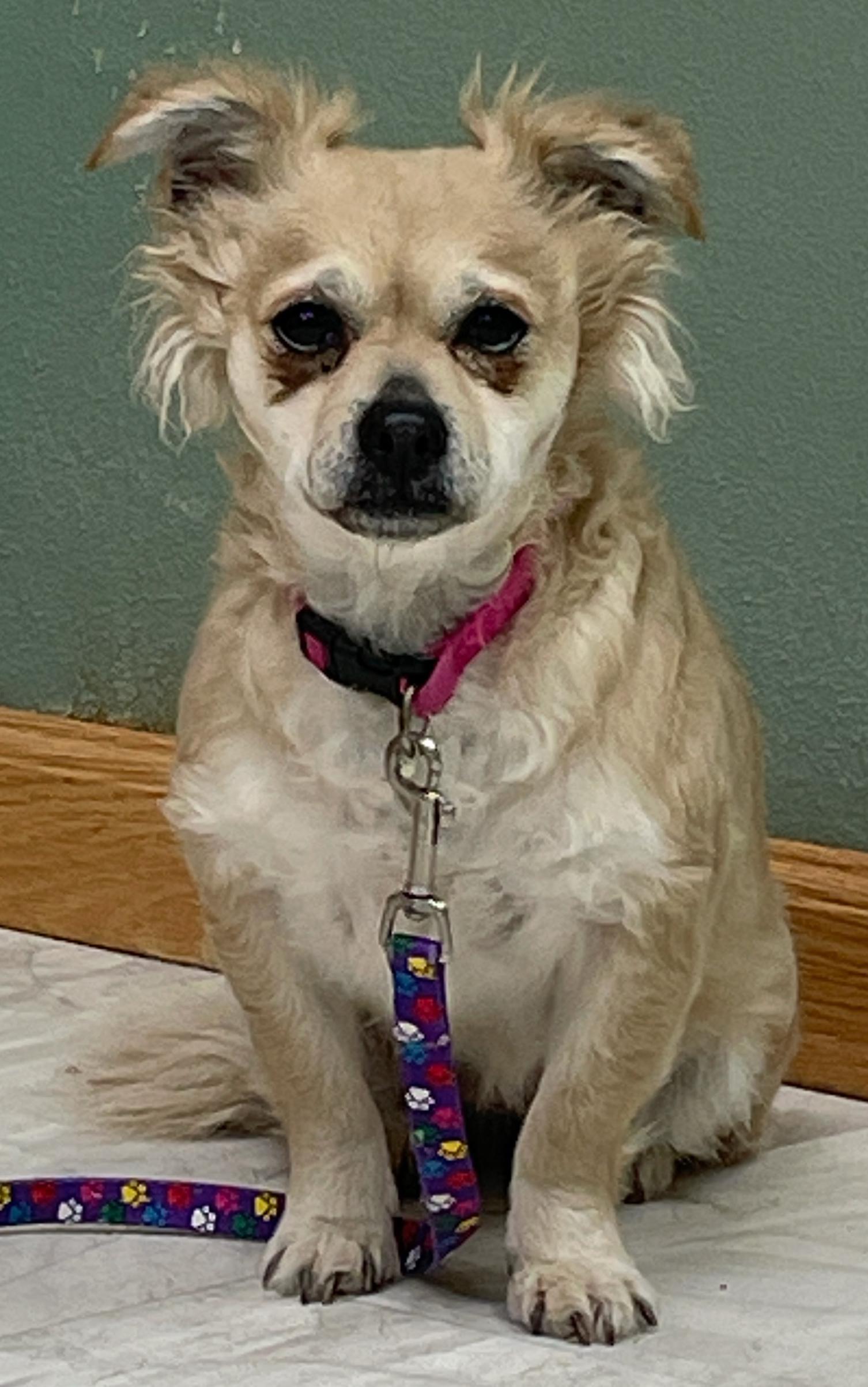 Enlarge Daisy Mae, a Adoptable mixed breed in Neillsville, WI image 1/6