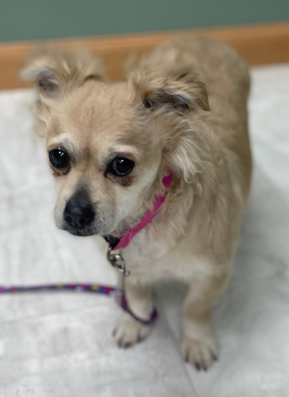 Enlarge Daisy Mae, a Adoptable mixed breed in Neillsville, WI image 6/6