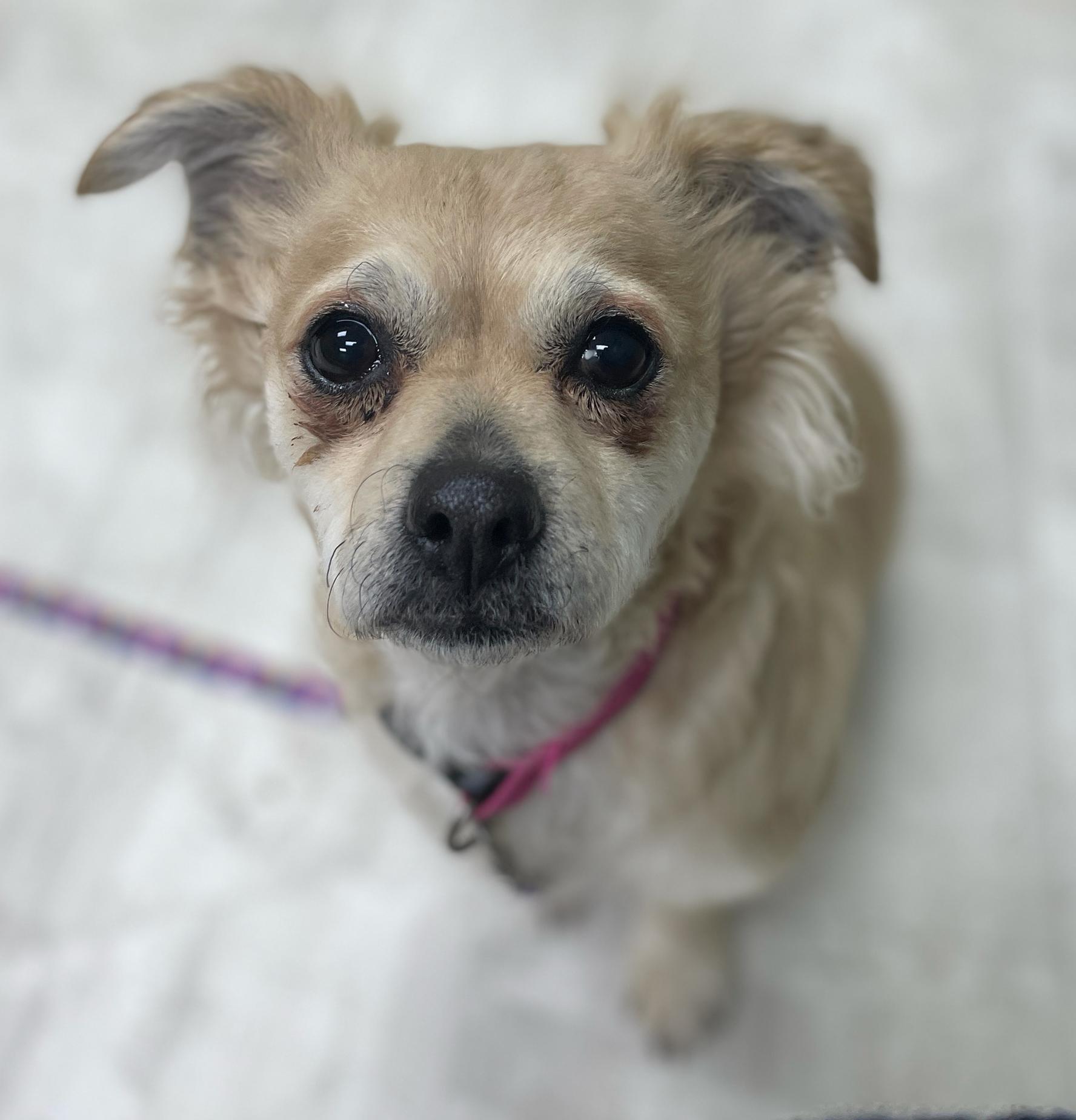 Enlarge Daisy Mae, a Adoptable mixed breed in Neillsville, WI image 4/6