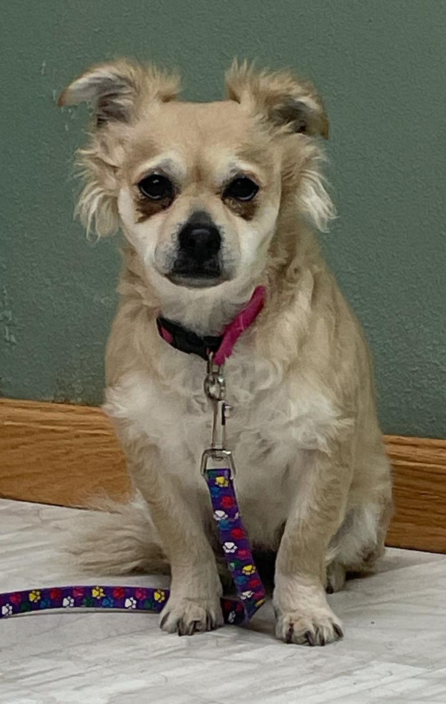 Enlarge Daisy Mae, a Adoptable mixed breed in Neillsville, WI image 3/6