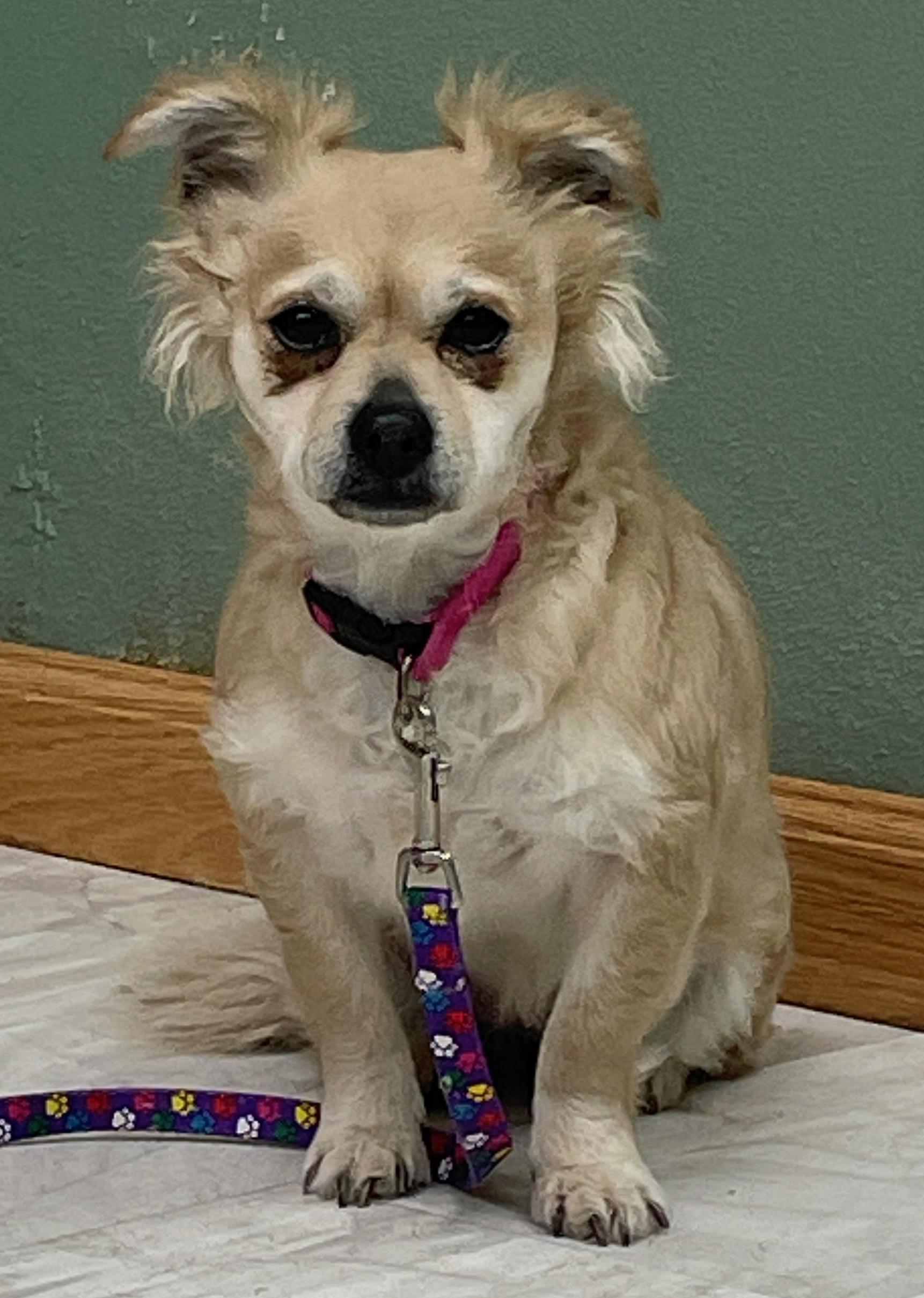 Enlarge Daisy Mae, a Adoptable mixed breed in Neillsville, WI image 5/6