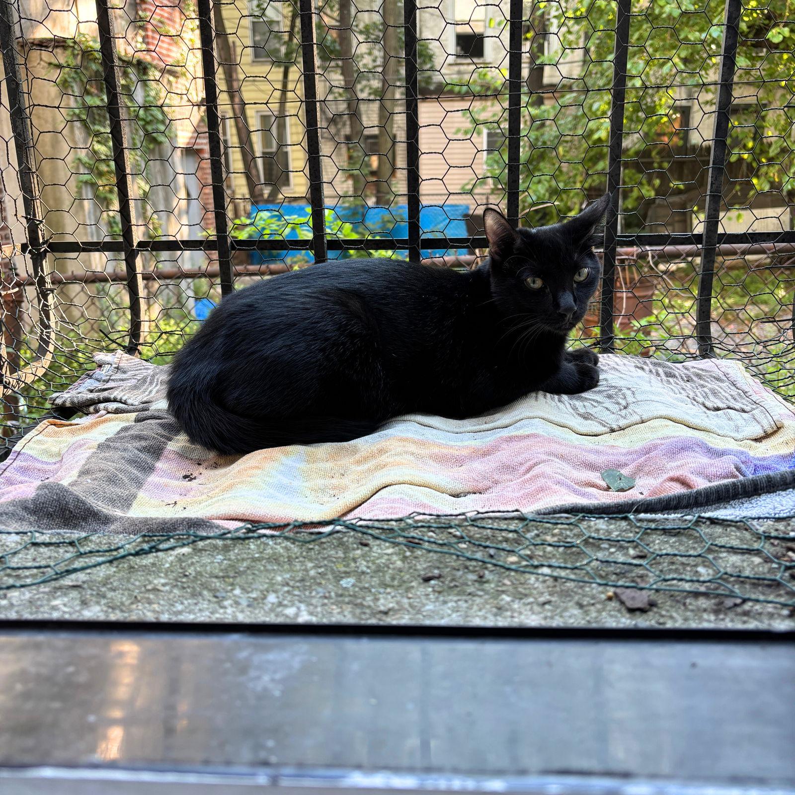 Enlarge Erlang, a Adopted Domestic Short Hair in Brooklyn, NY image 1/3