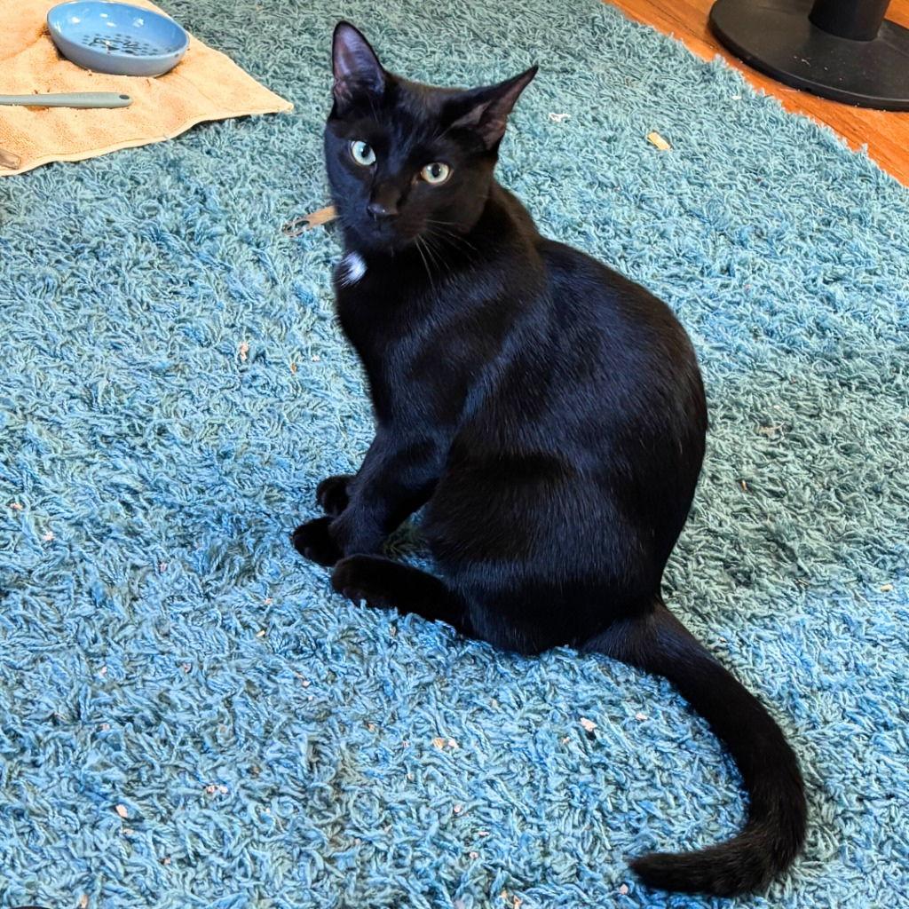 Enlarge Erlang, a Adopted Domestic Short Hair in Brooklyn, NY image 2/3