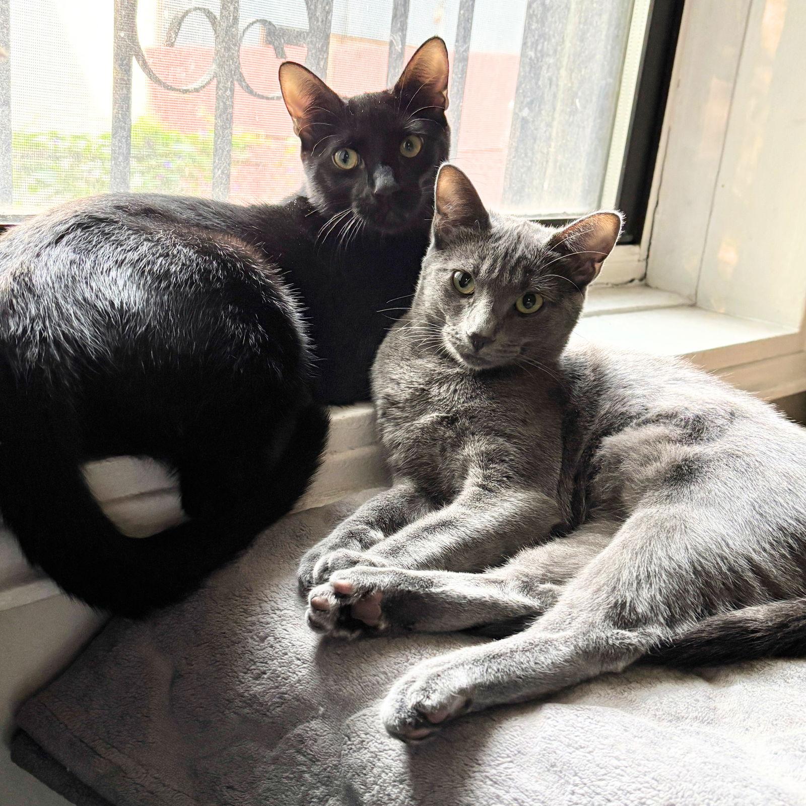 Enlarge Erlang, a Adopted Domestic Short Hair in Brooklyn, NY image 3/3