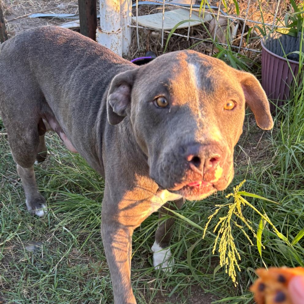 Enlarge Tank, a Adoptable mixed breed in Seattle, WA image 5/6