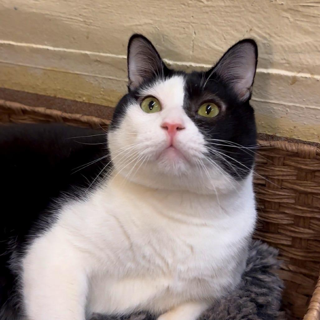 Enlarge El Pawtron, a Adoptable Domestic Short Hair in Los Angeles, CA image 1/5