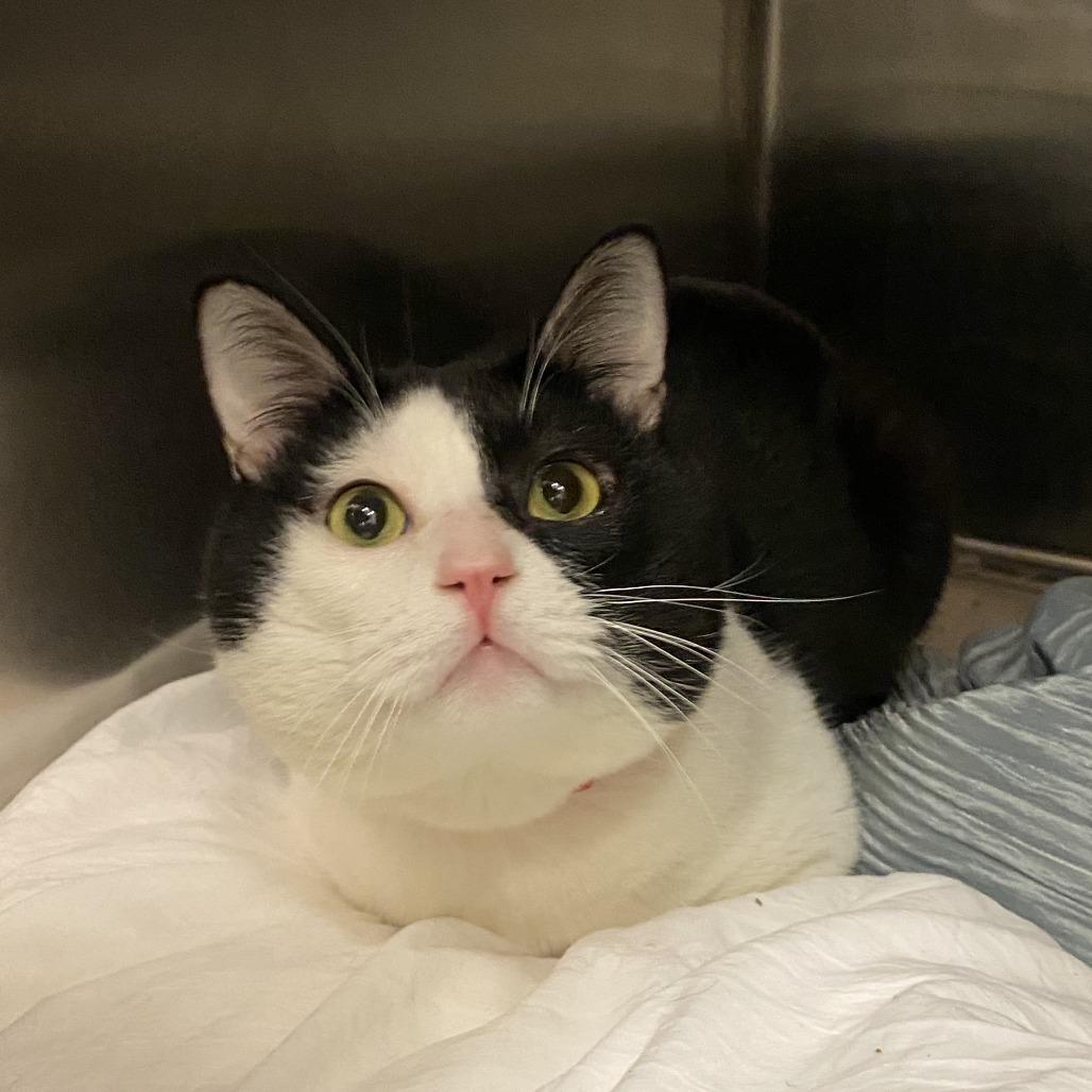 Enlarge El Pawtron, a Adoptable Domestic Short Hair in Los Angeles, CA image 1/1