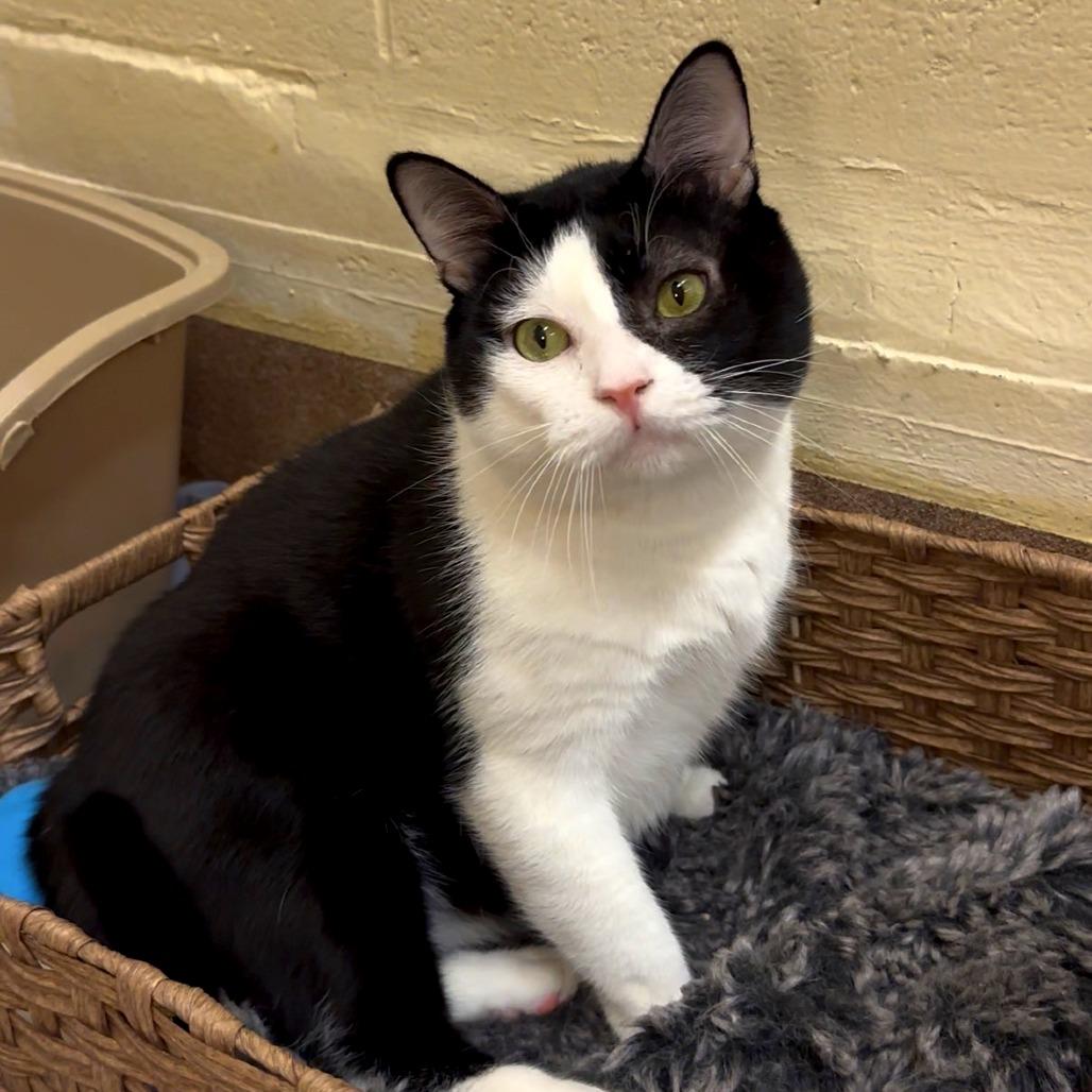 Enlarge El Pawtron, a Adoptable Domestic Short Hair in Los Angeles, CA image 3/5