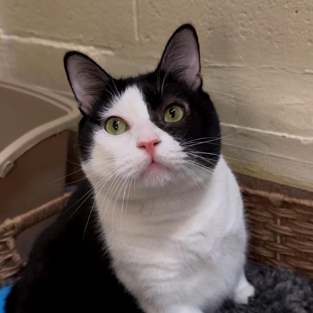 Enlarge El Pawtron, a Adoptable Domestic Short Hair in Los Angeles, CA image 4/5