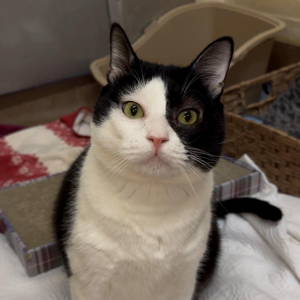 Enlarge El Pawtron, a Adoptable Domestic Short Hair in Los Angeles, CA image 5/5