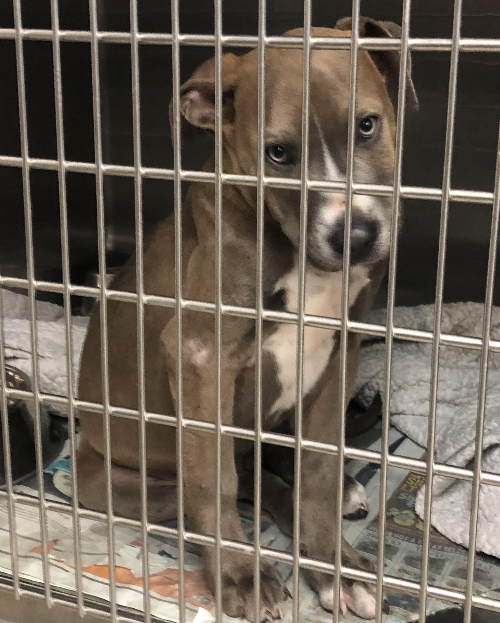 Enlarge Toby, an adopted mixed breed in Parma, OH image 1/1