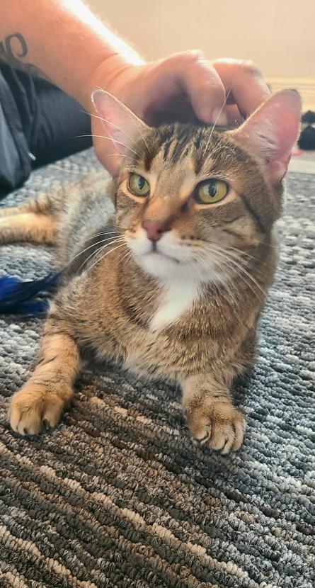 Kobe, ADOPTABLE, Adult Male Domestic Short Hair.