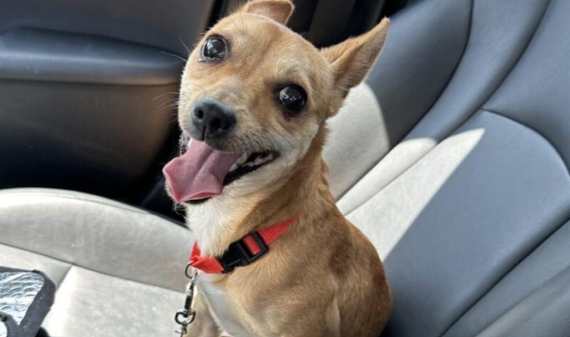 Louie, Young Male Chihuahua