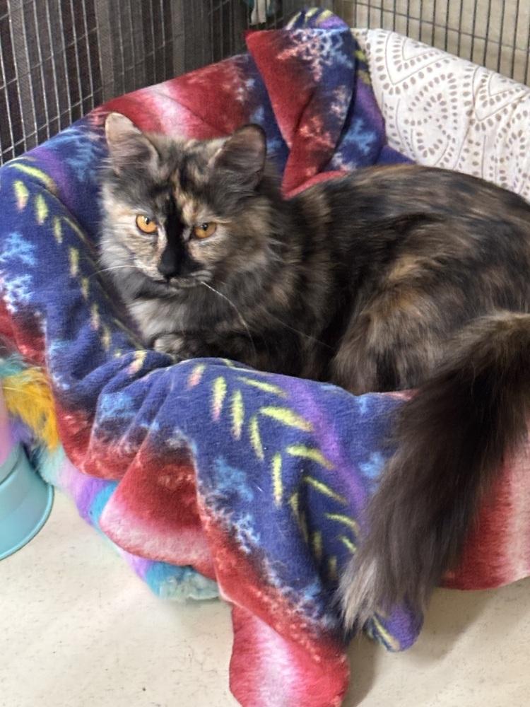 Enlarge Amberlynn, a Adoptable mixed breed in Kalamazoo, MI image 1/2