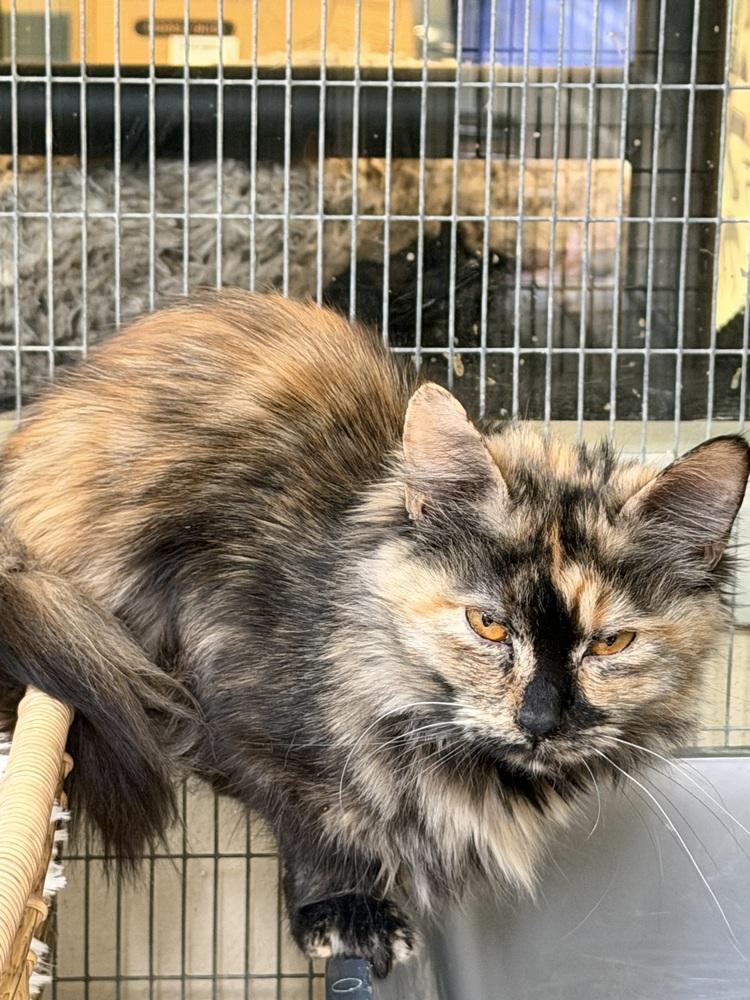 Enlarge Amberlynn, a Adoptable mixed breed in Kalamazoo, MI image 1/1