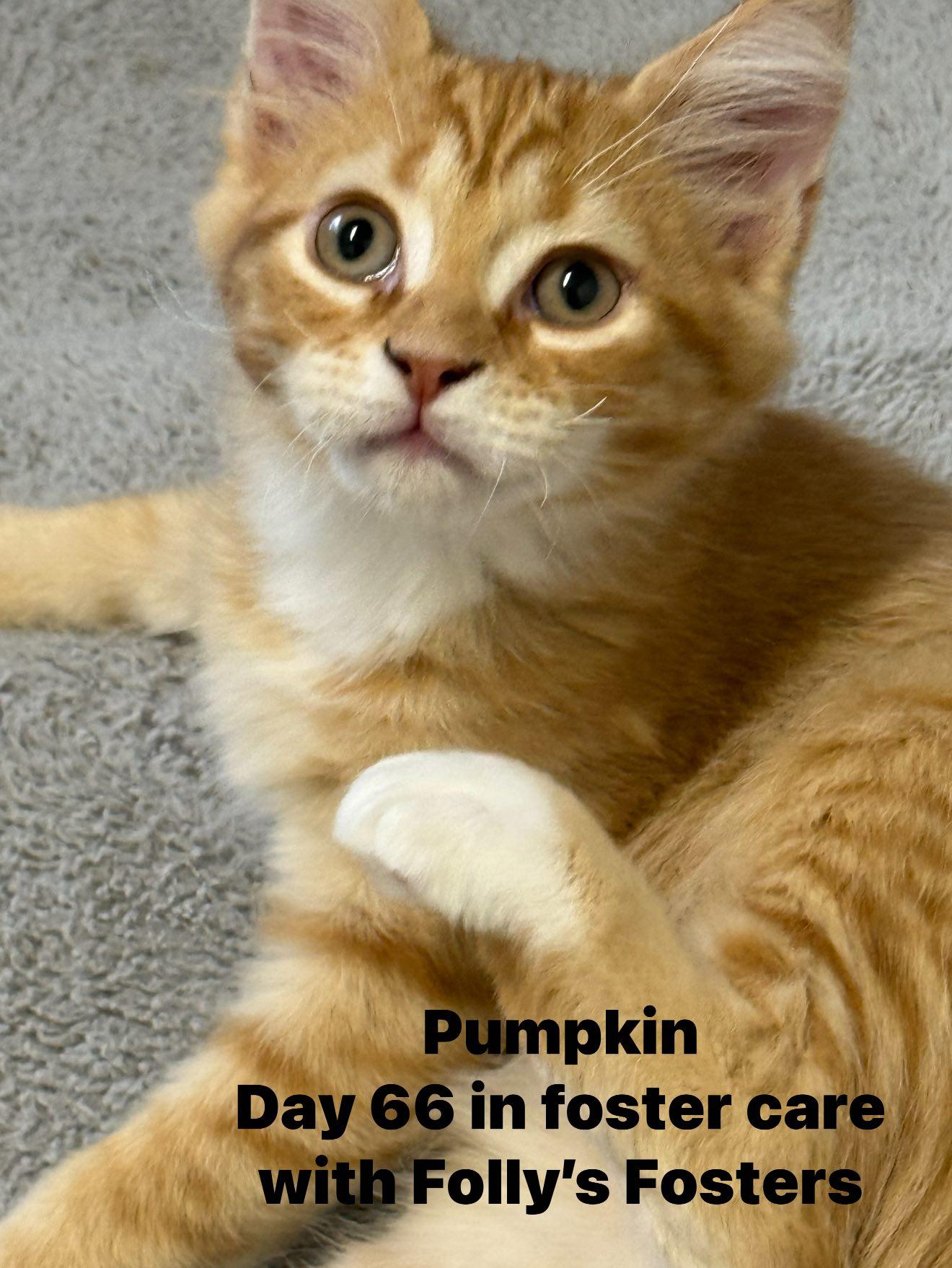 Enlarge Pumpkin, a Adopted Tabby in Bolivia, NC image 1/1
