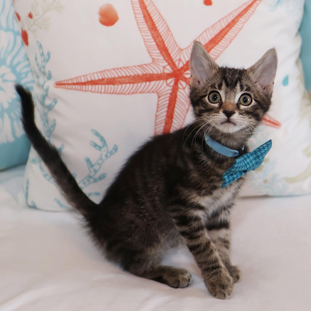 Willow, a Adoptable Domestic Short Hair in FAIRWAY, KS image 1/6