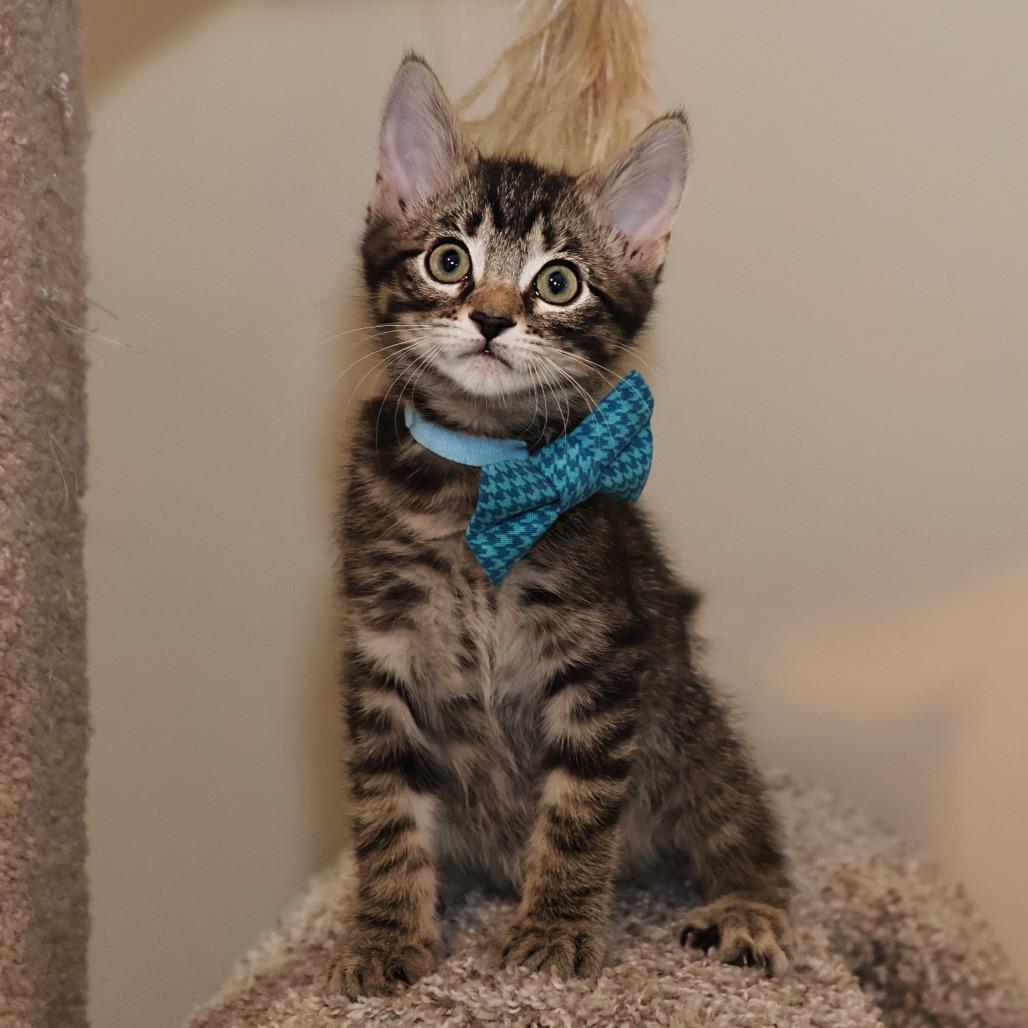 Willow, a Adoptable Domestic Short Hair in FAIRWAY, KS image 2/6