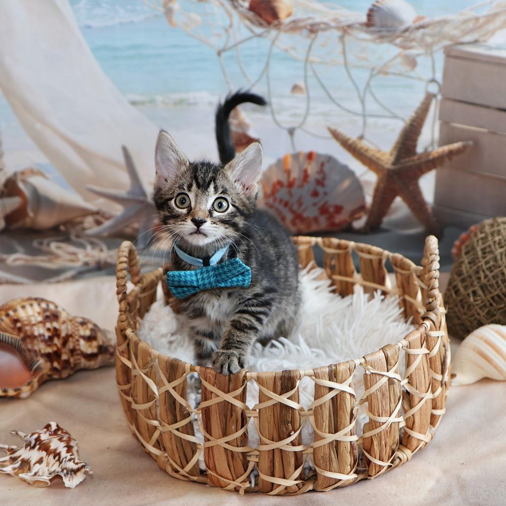 Willow, a Adoptable Domestic Short Hair in FAIRWAY, KS image 3/6