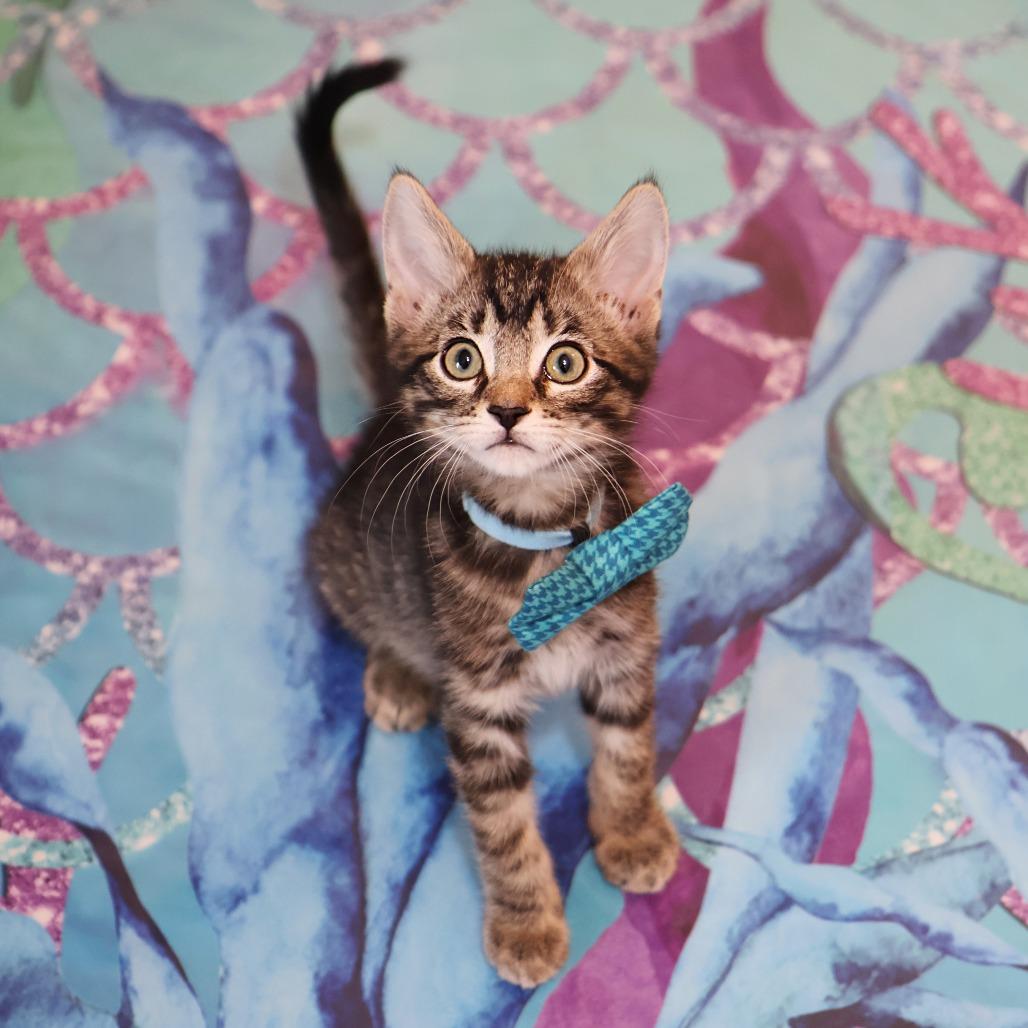 Willow, a Adoptable Domestic Short Hair in FAIRWAY, KS image 4/6