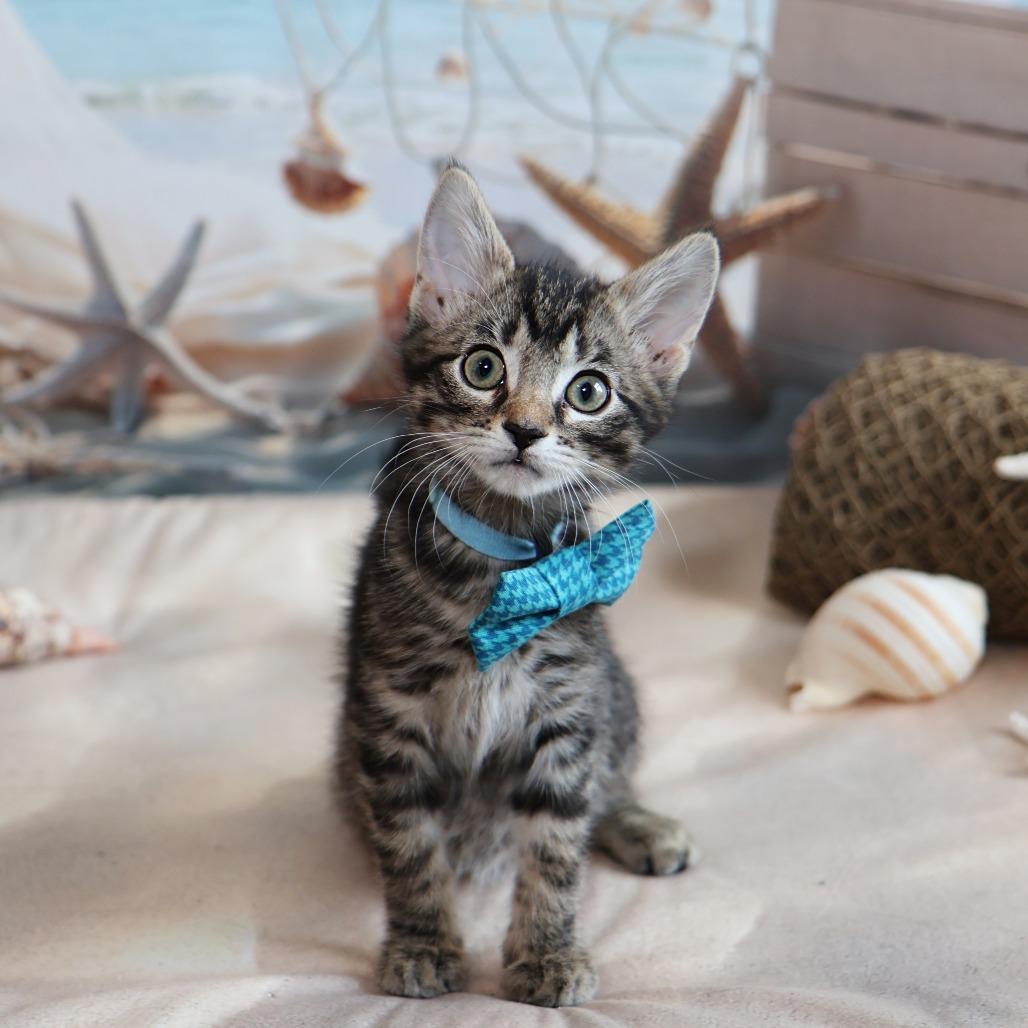 Willow, a Adoptable Domestic Short Hair in FAIRWAY, KS image 5/6