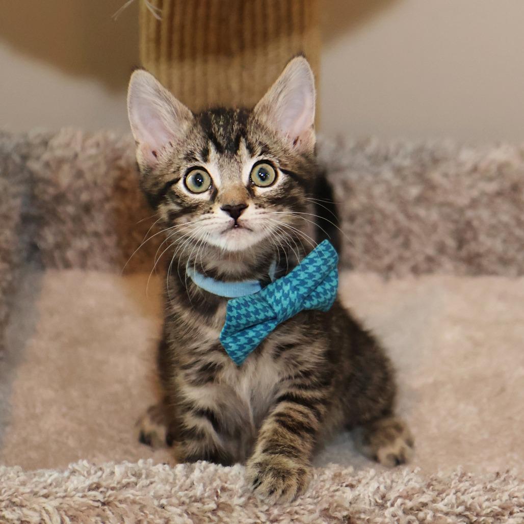 Willow, a Adoptable Domestic Short Hair in FAIRWAY, KS image 6/6