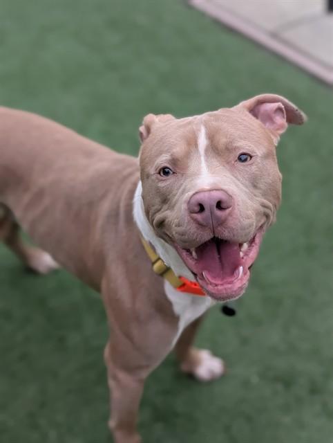 Enlarge JACKSON, a Adoptable Pit Bull Terrier in Sacramento, CA image 1/1