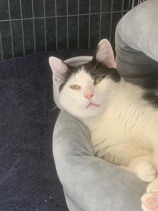 Enlarge Rocky, an adopted Domestic Short Hair in Freeport, NY image 2/3