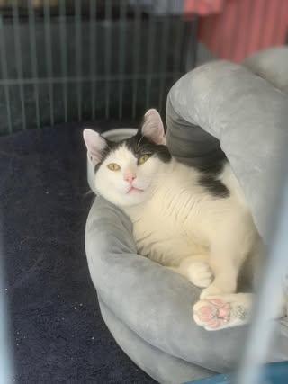 Enlarge Rocky, an adopted Domestic Short Hair in Freeport, NY image 3/3